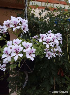 Какие комнатные растения вы выращиваете? Почему выбрали менно их?