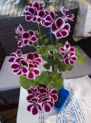 Какие комнатные растения вы выращиваете? Почему выбрали менно их?