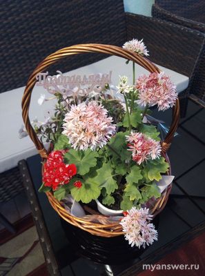 Какие комнатные растения вы выращиваете? Почему выбрали менно их?