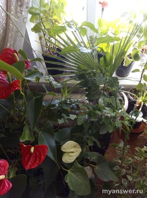 Какие комнатные растения вы выращиваете? Почему выбрали менно их?