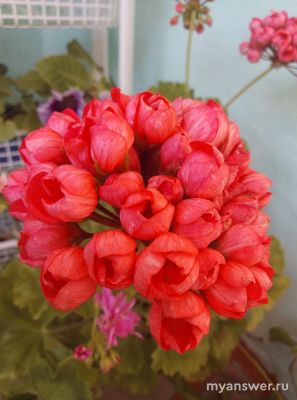 Какие комнатные растения вы выращиваете? Почему выбрали менно их?