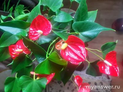 Какие комнатные растения вы выращиваете? Почему выбрали менно их?