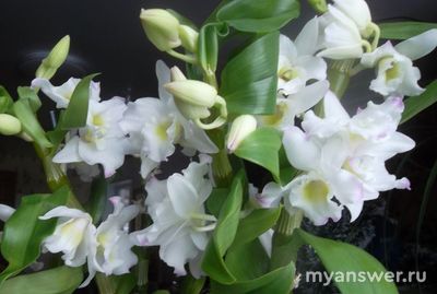 Какие комнатные растения вы выращиваете? Почему выбрали менно их?