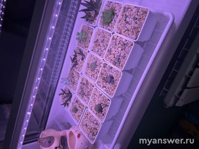 Какие комнатные растения вы выращиваете? Почему выбрали менно их?