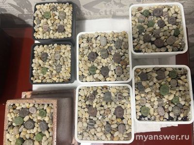 Какие комнатные растения вы выращиваете? Почему выбрали менно их?