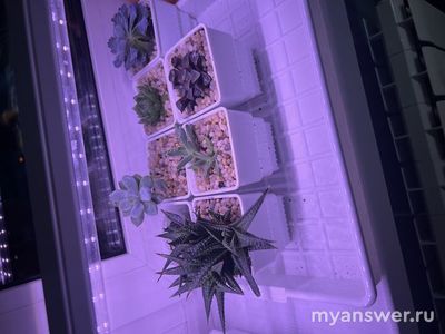 Какие комнатные растения вы выращиваете? Почему выбрали менно их?