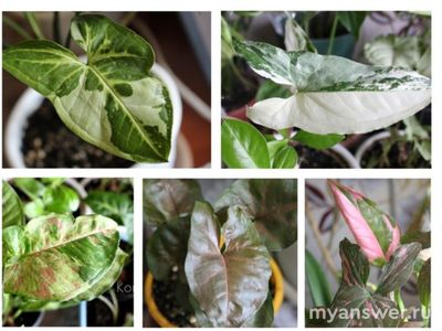 Какие комнатные растения вы выращиваете? Почему выбрали менно их?