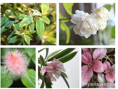 Какие комнатные растения вы выращиваете? Почему выбрали менно их?