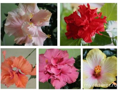 Какие комнатные растения вы выращиваете? Почему выбрали менно их?