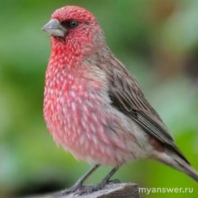 Как называется передача о птицах?