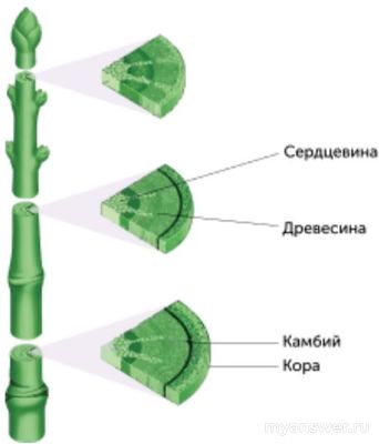 Какая часть растения используется при изготовлении лаптей?