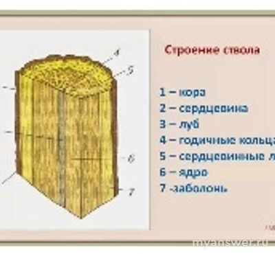 Какая часть растения используется при изготовлении лаптей?