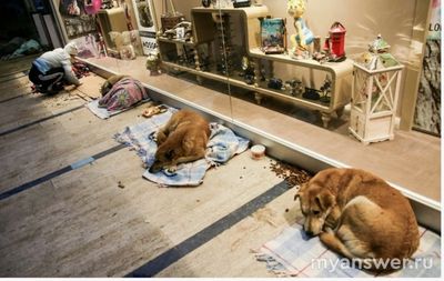 Почему в нашем государстве люди негативно относятся к бездомным животным?