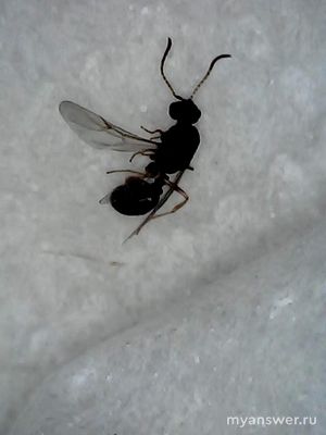 Что за насекомое дома поселилось, на муравья с крыльями похоже?