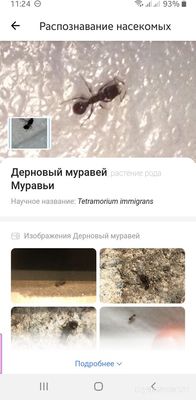 Что за насекомое дома поселилось, на муравья с крыльями похоже?