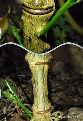 Как "заставить" цвести лимонное дерево в домашних условиях?