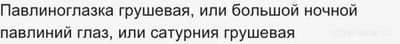 Какой размах крыльев у самой большой ночной бабочки?
