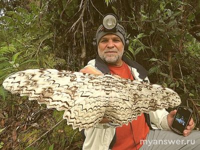 Какой размах крыльев у самой большой ночной бабочки?