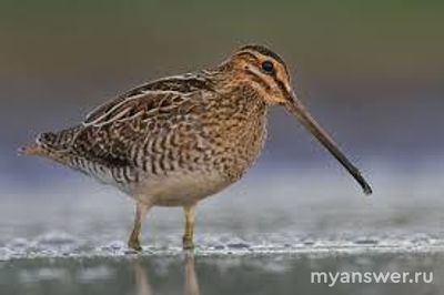 Бианки "Кто чем поёт": чем поёт бекас?