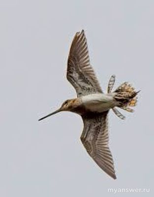 Бианки "Кто чем поёт": чем поёт бекас?