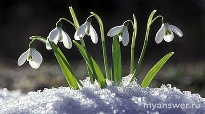 Какой цветок соответствует имени Ольга?