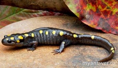 Какие самые "странные" родители в мире животных?