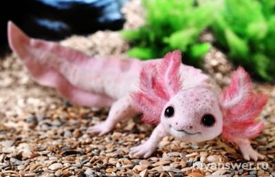 Какие самые "странные" родители в мире животных?