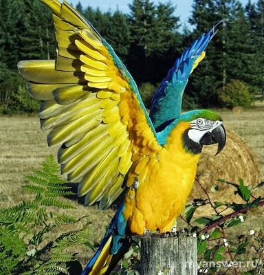 Возвращение попугая Кеши, какой породы попугай?