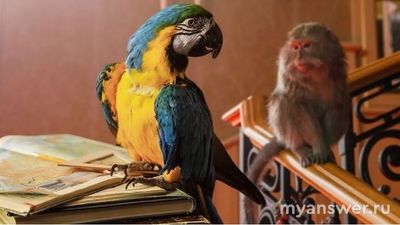 Возвращение попугая Кеши, какой породы попугай?