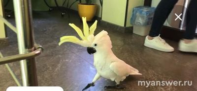 Возвращение попугая Кеши, какой породы попугай?