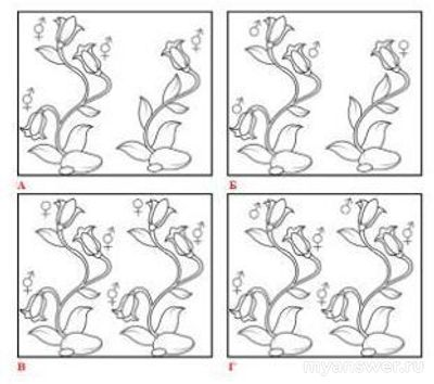 Какой тип половой дифференциации характерен для вида под буквой Г (см)?