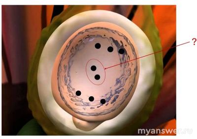 Чему дадут начало выделенные точки на схеме ядра после оплодотворения?