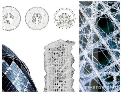 Что является "структурными деталями” морской губки (см)?