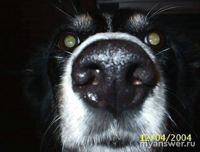 На какое максимальное время вы оставляли крупную собаку одну в квартире?