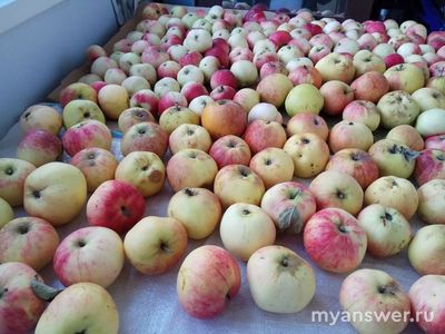 Сколько хранятся сушеные яблоки в домашних условиях?