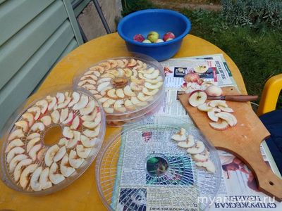 Сколько хранятся сушеные яблоки в домашних условиях?