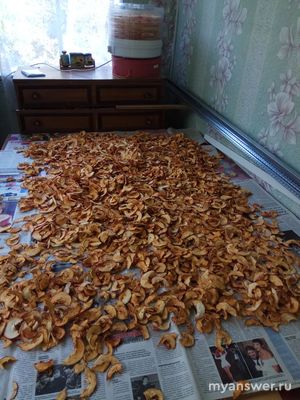 Сколько хранятся сушеные яблоки в домашних условиях?