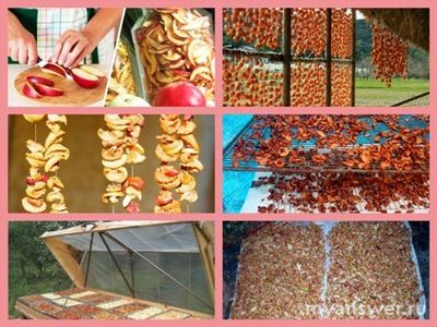 Как правильно сушить яблоки в домашних условиях на зиму на солнце?