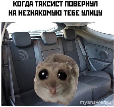 Что означает мем "грустный хомяк"?