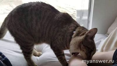 Почему кошки кидаются на хозяев?