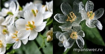 Какой цветок в природе называют «стеклянным»? Почему?