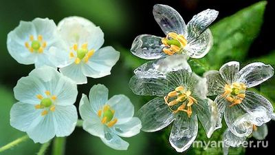 Какой цветок в природе называют «стеклянным»? Почему?