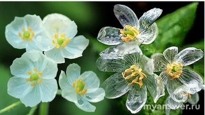 Какой цветок в природе называют «стеклянным»? Почему?