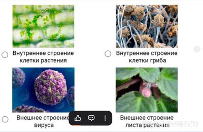 Какой живой объект Антон сможет исследовать пользуясь лупой, строение чего?