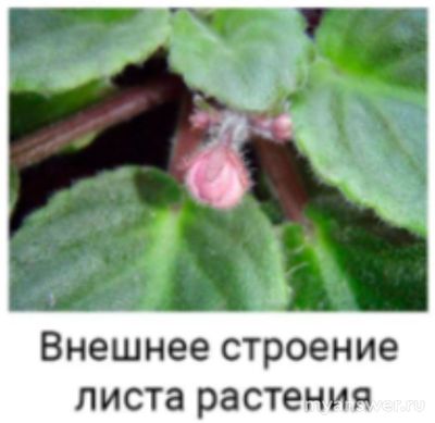 Какой живой объект Антон сможет исследовать пользуясь лупой, строение чего?