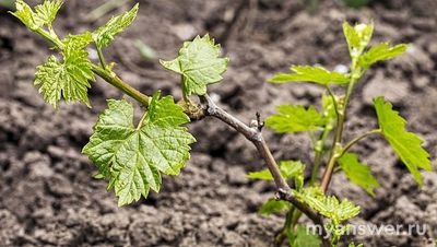 Нужно ли обрезать виноград первого года?
