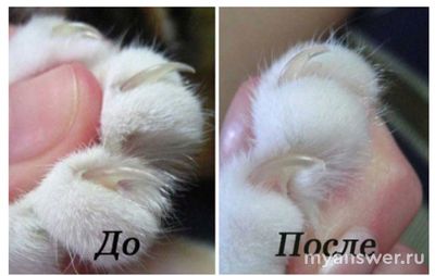 Что делать, если случайно отрезал коготь коту слишком сильно, до крови?