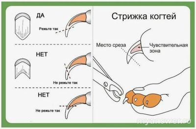 Что делать, если случайно отрезал коготь коту слишком сильно, до крови?
