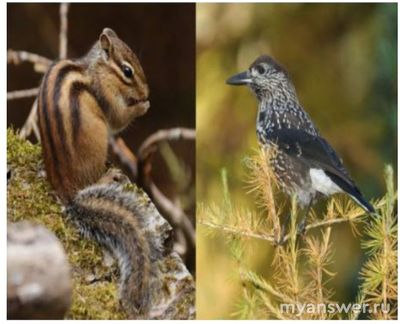 ВСОШ экология: Что общего у животных на картинках (бурундук и кедровка)?