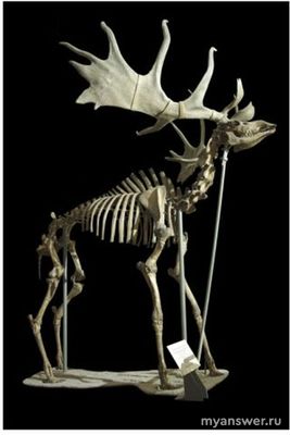 В результате какого эволюц. процесса у самцов оленя появились большие рога?